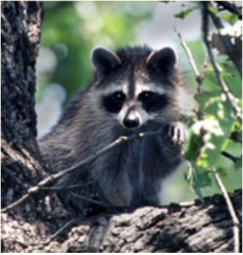 Raccoon